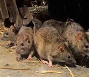 Roedores
